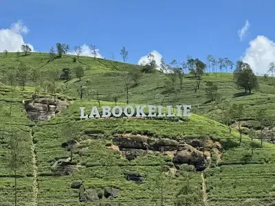 Tea plantation experiences near Nuwara Eliya