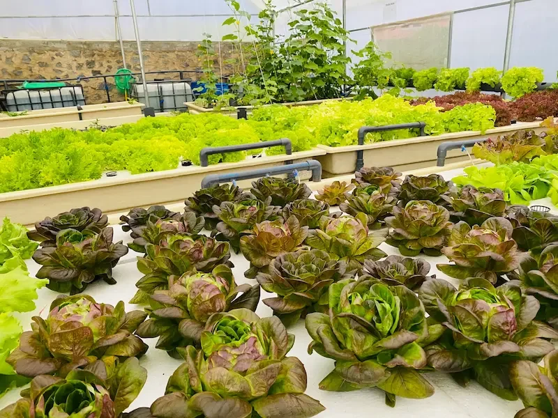 Sustainable Aquaponics Greenhouse at Hilldale Retreat Nuwara Eliya