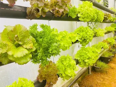 Aquaponics Sysiem at Hilldale Retreat